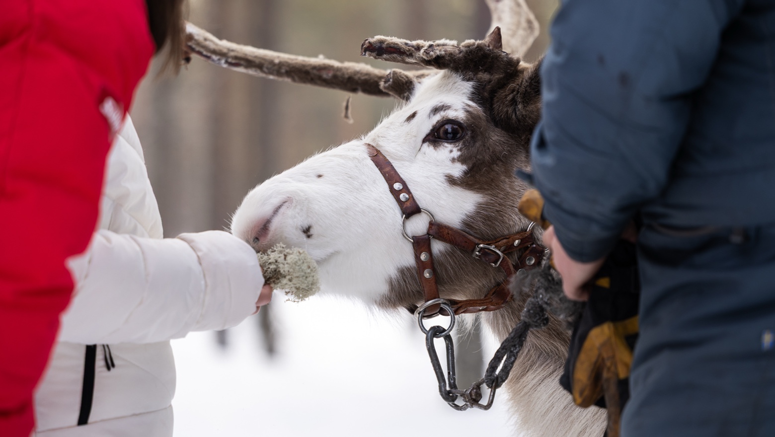 IHF_WEBB_6587_250214.jpg.