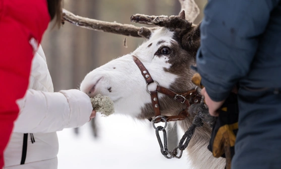 IHF_WEBB_6587_250214.jpg.