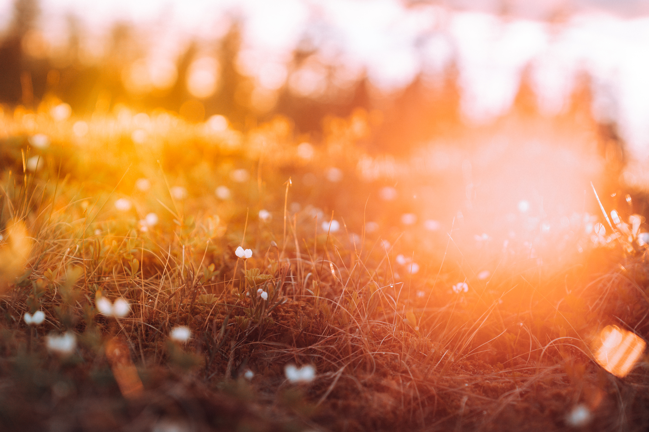 idrehimmel_sommar_62.jpg.