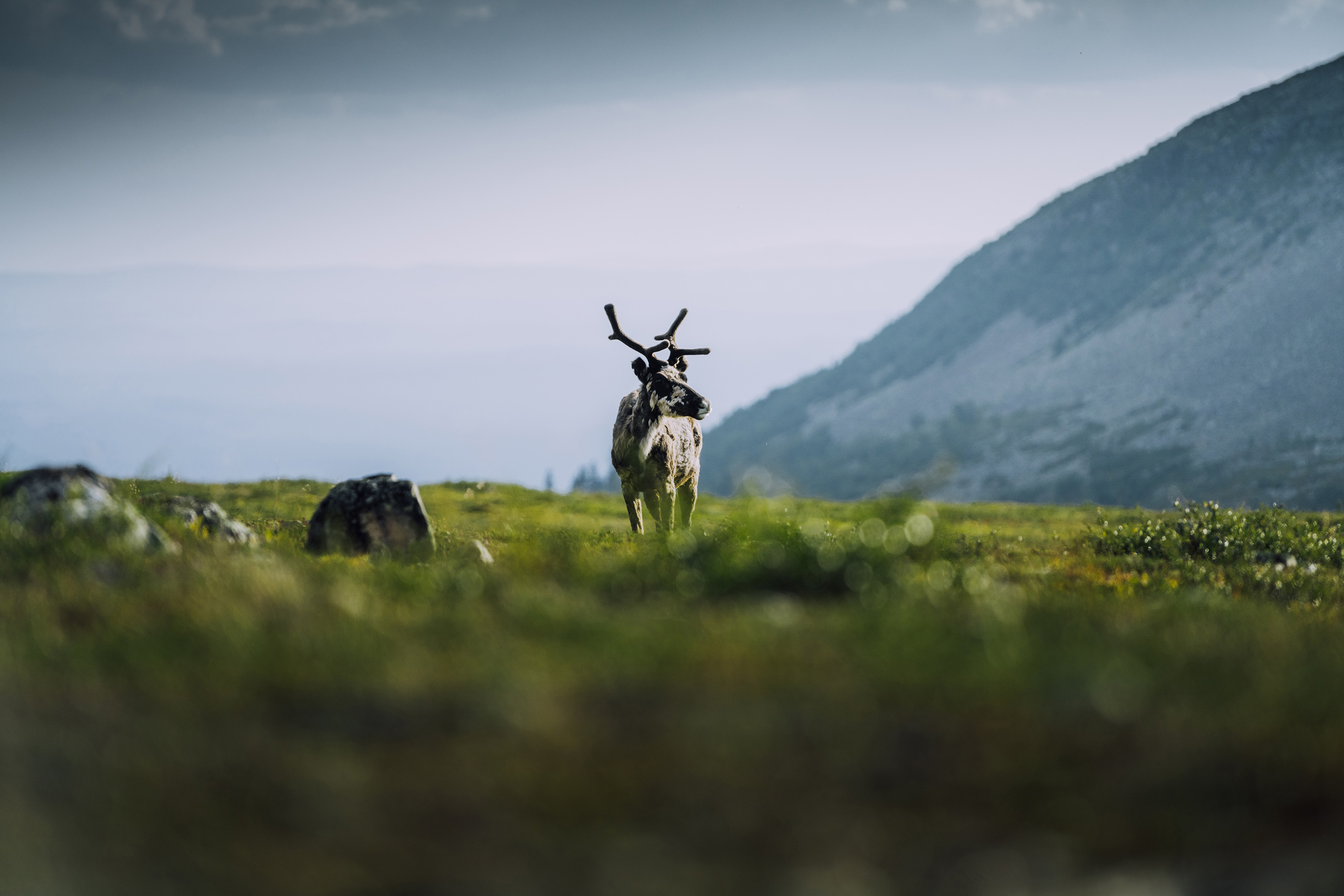 idrehimmel_sommar_259.jpg.