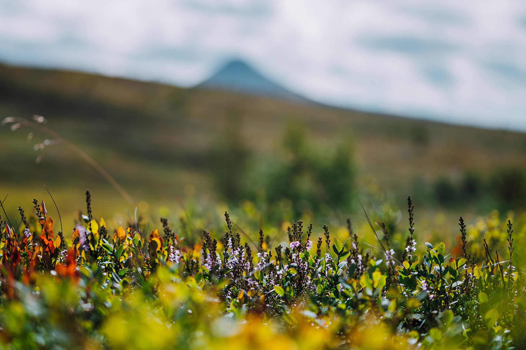 idrehimmel_sommar_118.jpg.