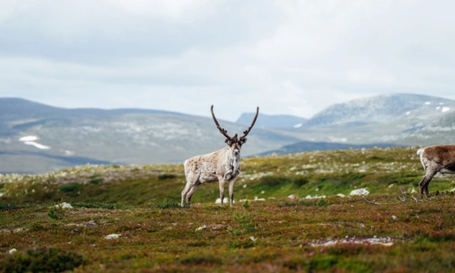 ©Fjallfoto_Alexander_Neimert_08.jpg.