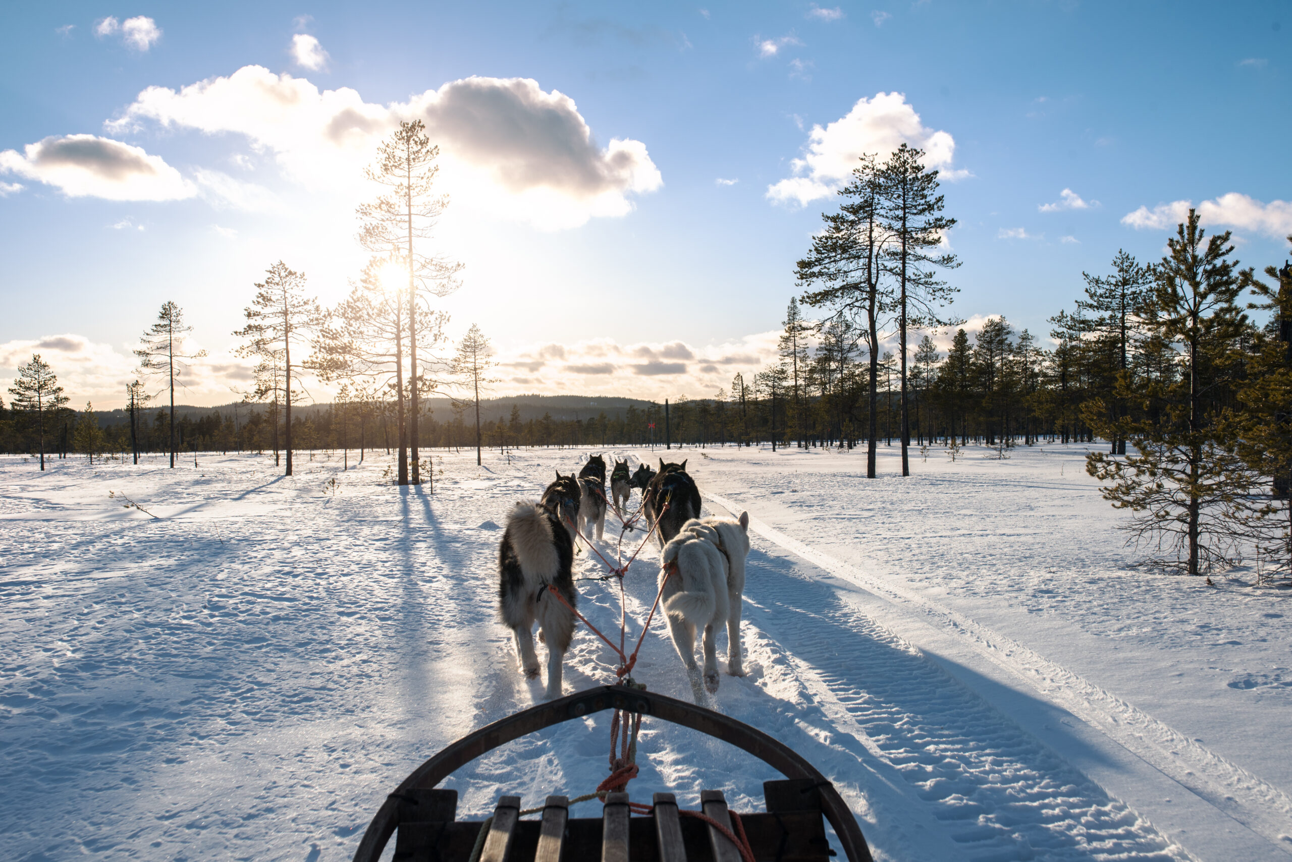 salenhundfullsize-6-av-16-scaled.jpg.