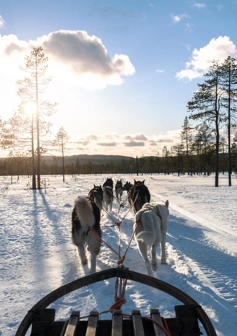 salenhundfullsize-6-av-16-scaled.jpg.