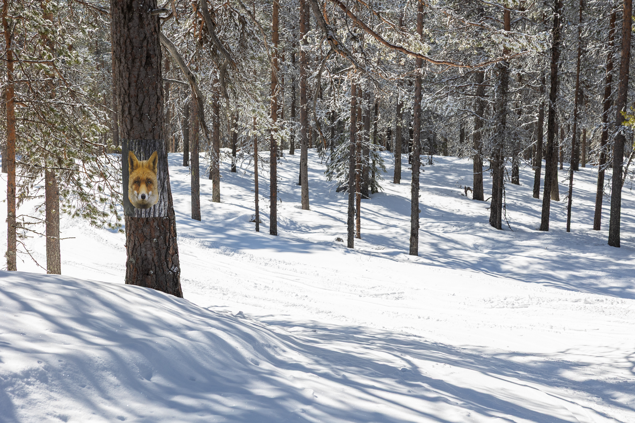 IHF_WEBB_9875_260331.jpg.