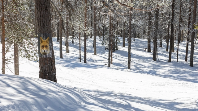 IHF_WEBB_9875_260331.jpg.